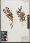 Foto von Salix repens L. x Salix viminalis L.